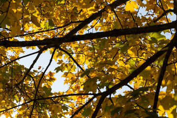 maple foliage in the autumn season