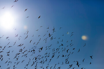 a large number of birds