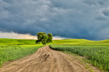 USA, Washington State, Palouse. Storm clouds advancing over Pullman.