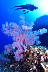 綺麗な赤いサンゴ