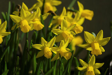 yellow daffodils in spring