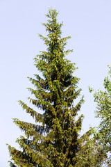tree with brown cones