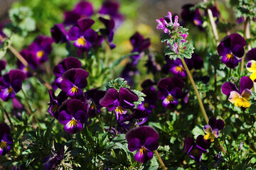 purple flowers in the garden