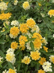 lantana flower in nature garden