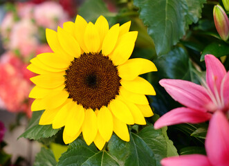 Obraz premium Perfect sunflower surrounded by foliage and blurred floral elements, horizontal frame.