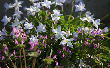 Obraz premium flowers in the garden