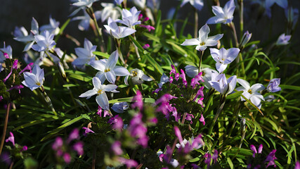 flowers in the garden
