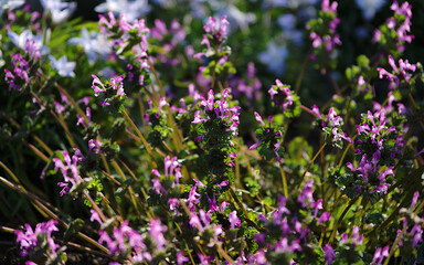 Obraz premium field of flowers