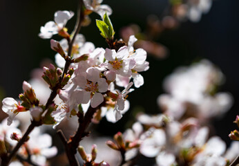Close-up of a Prunus tomentosa