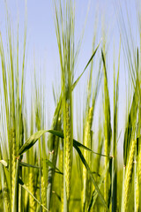 Obraz premium agricultural field where green barley grows