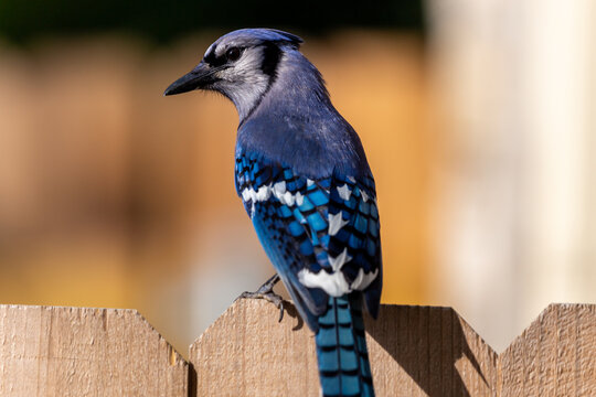 Blue Jay On a Fence