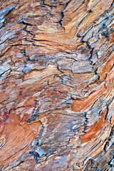 Details of eucalyptus tree bark.