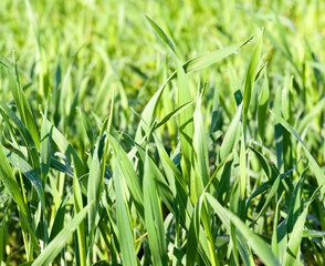 agricultural field where green wheat has grown