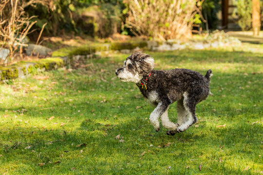 Issaquah, Washington State, USA. Schnoodle puppy enthusiastically running in his yard. 