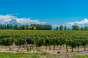 Fototapeta na wymiar Argentina, Valle de Uco, viticulture on the edge of the Andes near Mendoza.