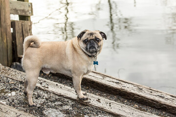 Redmond, Washington State, USA. Fawn-colored Pug posing by the Sammamish river in Marymoor Park. 