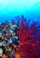 綺麗なサンゴとユウゼン