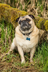 Redmond, Washington State, USA. Fawn-colored Pug posing by a moss-covered fence in Marymoor Park. 