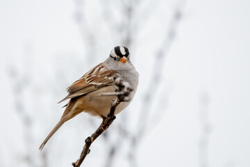 White-Crowned Sparrow