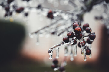 Berries Coated In A Layer Of Ice