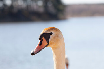 Obraz premium white swans living on the lake near the city