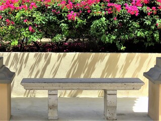 Bench under the bougainvillea