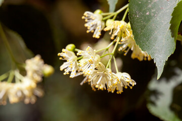 spring-blooming linden