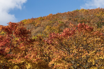 Fototapeta premium かえで