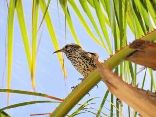 Wren on a branch