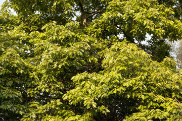 leaf fall in autumn and on maple trees