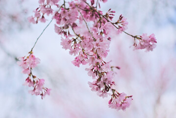 Pink cherry blossoms in spring, soft focus