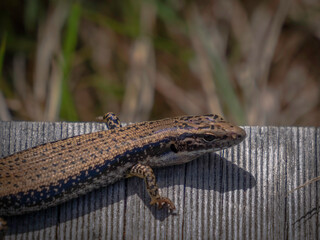  Guthega Skink