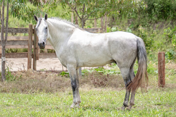 Naklejka na ściany i meble Silver gray horse. Beautiful example of a horse of the Mangalarga Marchador breed. Stallion horse loose in the field.