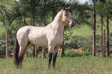 Buckskin horse. Mangalarga Marchador horse with loose palomine coat on the training track.