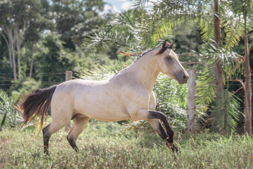 Obraz na płótnie Canvas Buckskin horse. Mangalarga Marchador horse with loose palomine coat on the training track.