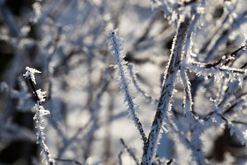frosty winter after snowfall with bare deciduous trees