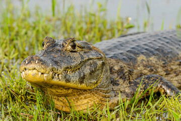 Alligator in Mato Grosso Pantanal, Pocone, Mato Grosso, Brazil on November 24, 2007.