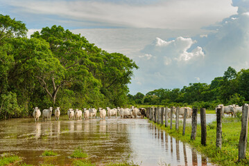Cattle crossing a flooded area in the Mato Grosso wetland, Pocone, Mato Grosso, Brazil on November...