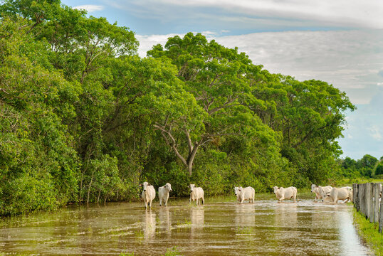 Cattle crossing a flooded area in the Mato Grosso wetland, Pocone, Mato Grosso, Brazil on November 25, 2007.