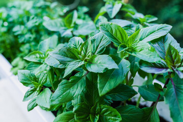 Growing basil at home. Plants close up