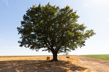 deciduous oak tree grows in an agricultural field