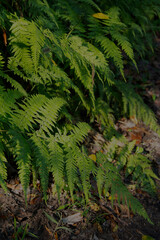 Broadleaf ferns growing on the side on the trail in Ravine Gardens State Park