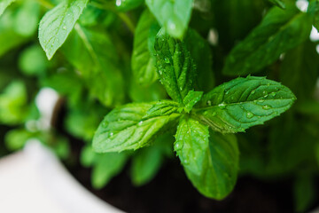 Growing basil at home. Plants close up