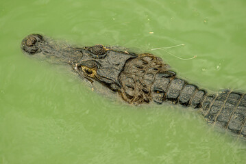 Alligator in the water in the Mato Grosso wetland, Pocone, Mato Grosso, Brazil on November 24, 2007.