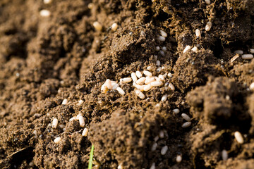 ants crawling on the sand