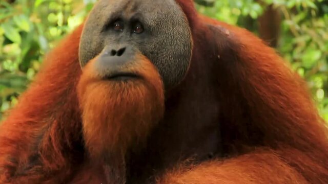 Portrait of Male Sumatran Orangutan munching and chewing fruit amidst Sumatran Forest, Indonesia - Close up shot portrait 