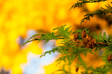bright green fir branch against the background of yellowed maple