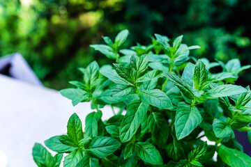 Growing basil at home. Plants close up