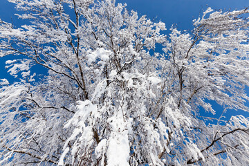 deciduous trees in winter