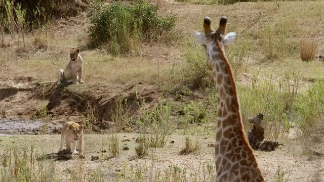 Amazing wide shot of two lionesses stalking an adult giraffe, Kruger National Park. 